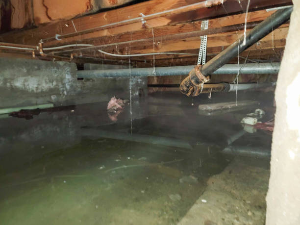 Best Basement water damage restoration  in Tanglewilde, WA